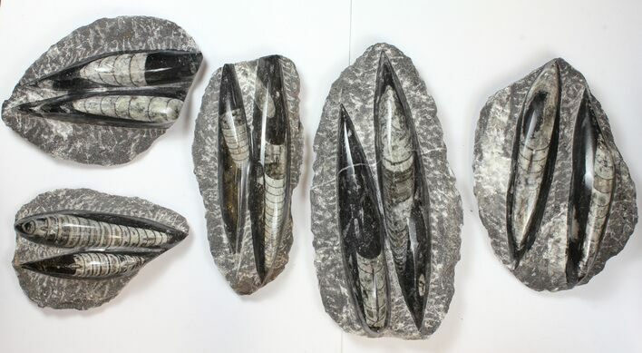 Lot: - Polished Orthoceras Fossils - Pieces #134065